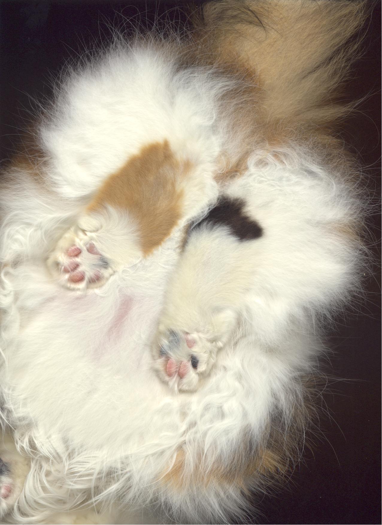 Where’s the cat?