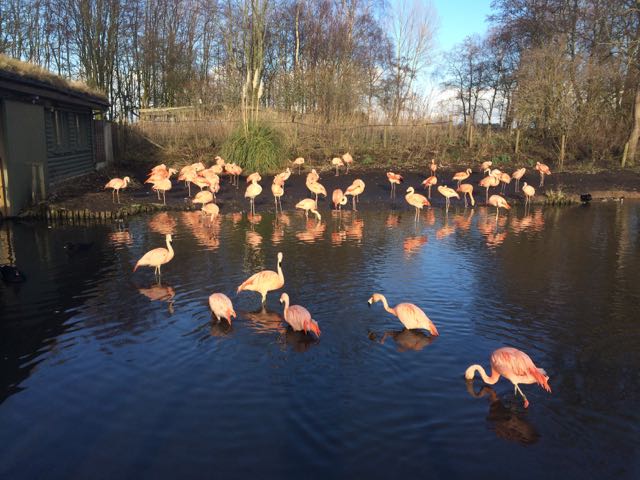 Pretty flamingos.
